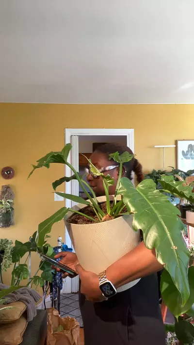 plant/Jungle Boggie-0-thumbnail