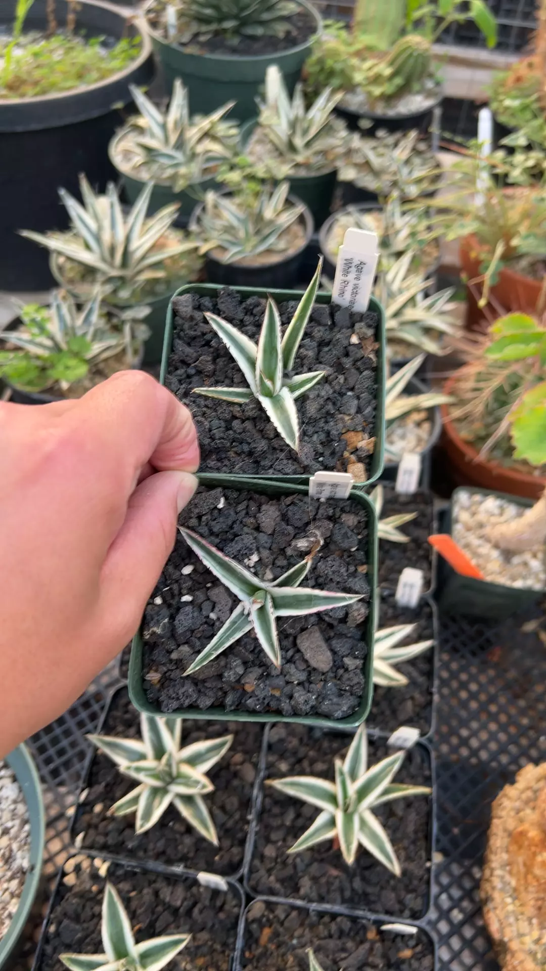 plant/Agave White Rhino GC-0