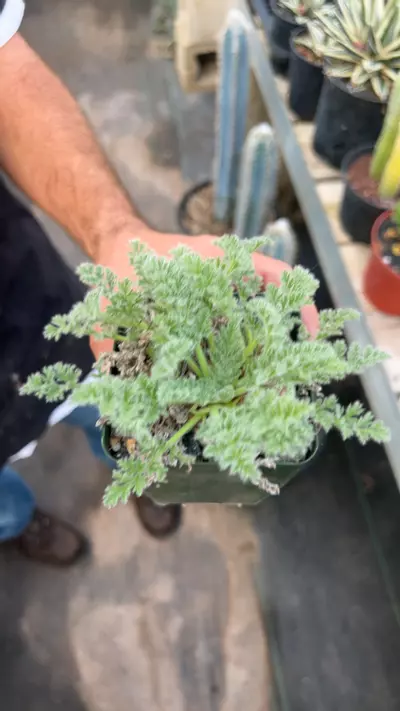 plant/Pelargonium appendiculatum GC-0-thumbnail