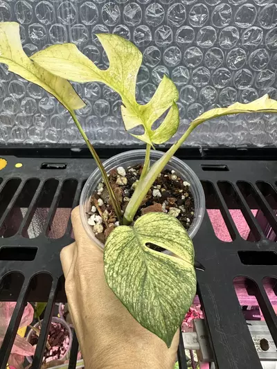 plant/Rhaphidophora Tetrasperma White Monster-1-thumbnail