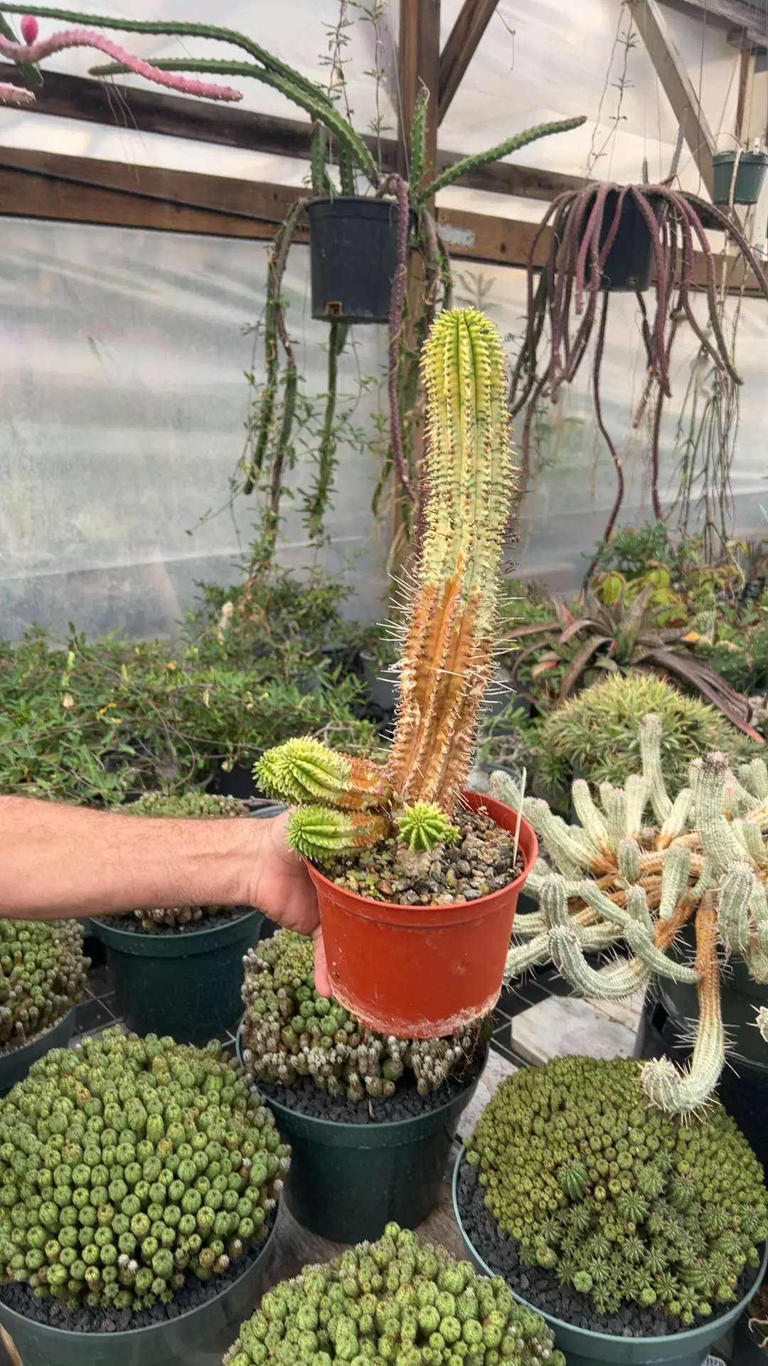 plant/Variegated Euphorbia Corn Cob 12” tall-0