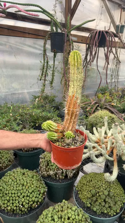 plant/Variegated Euphorbia Corn Cob 12” tall-0-thumbnail