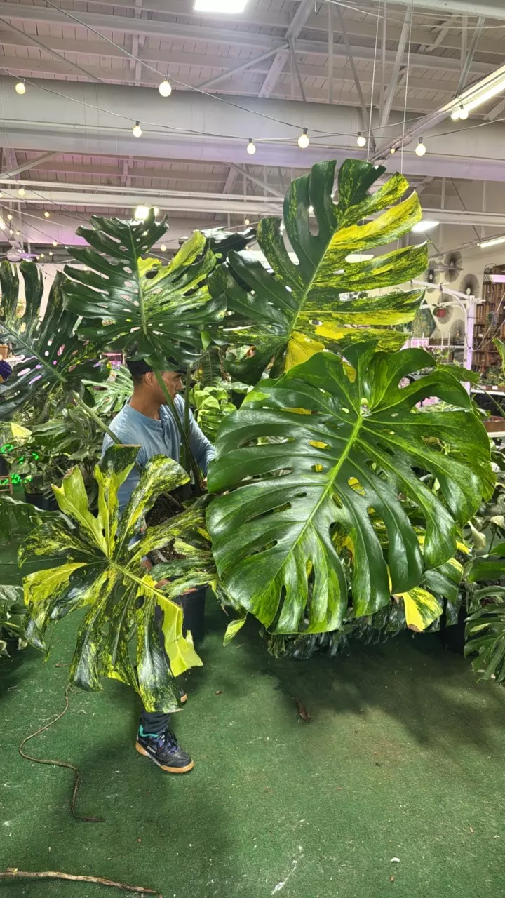 plant/Monstera Aurea LF 1149-0