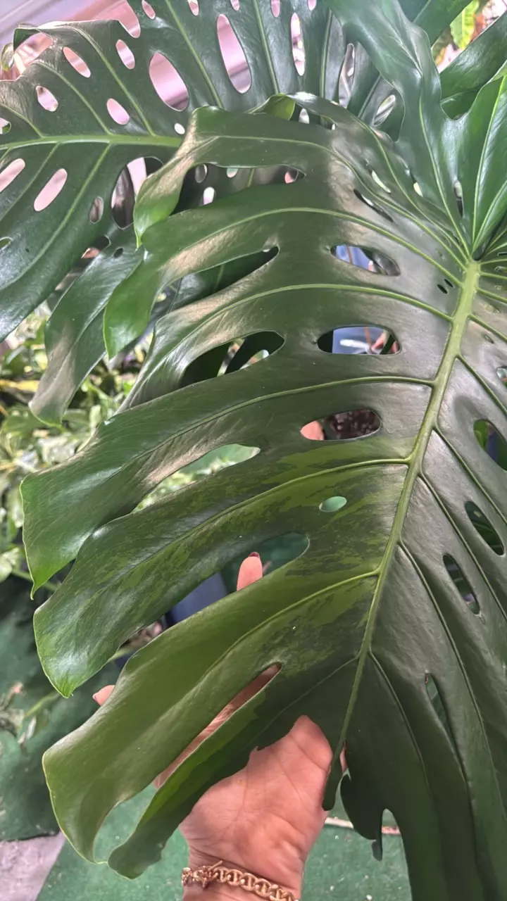 plant/monstera deliciosa  1153 green variegated-1