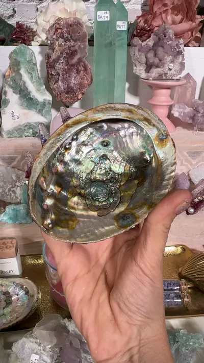 plant/Abalone shell-0-thumbnail