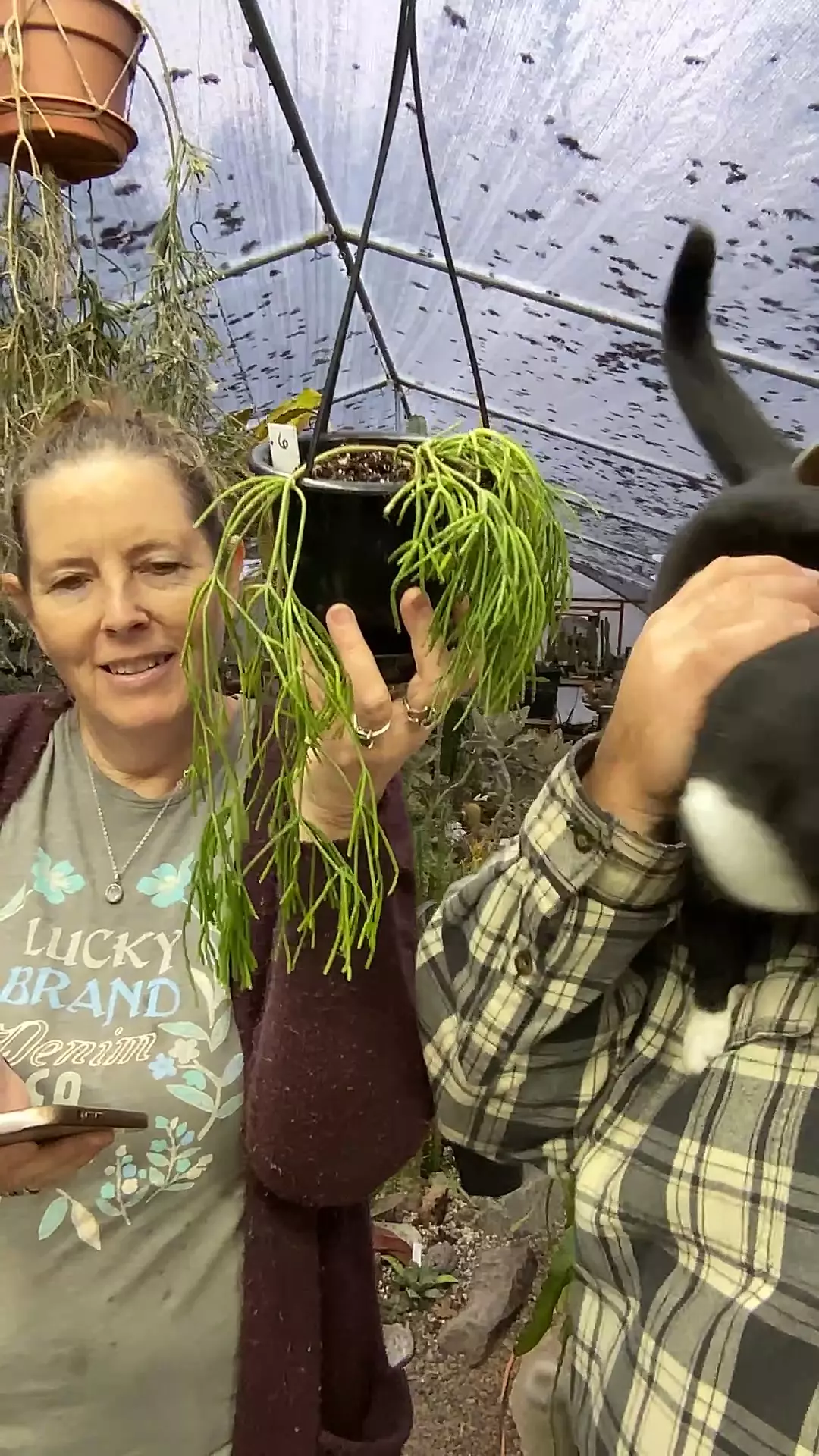 plant/Rhipsalis Clavata #6 4.5”-0