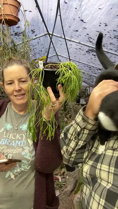 plant/Rhipsalis Clavata #6 4.5”-0-thumbnail