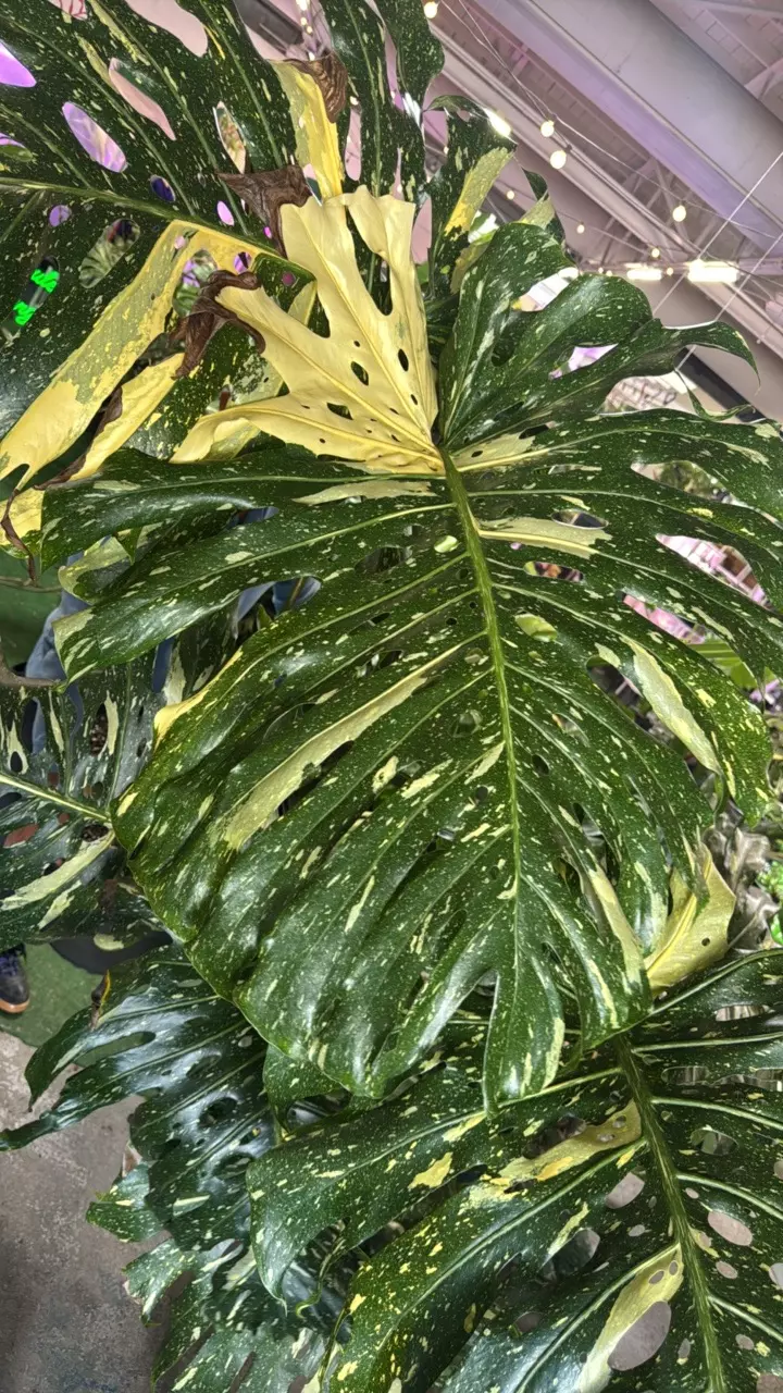 plant/1154 monstera Thai-1