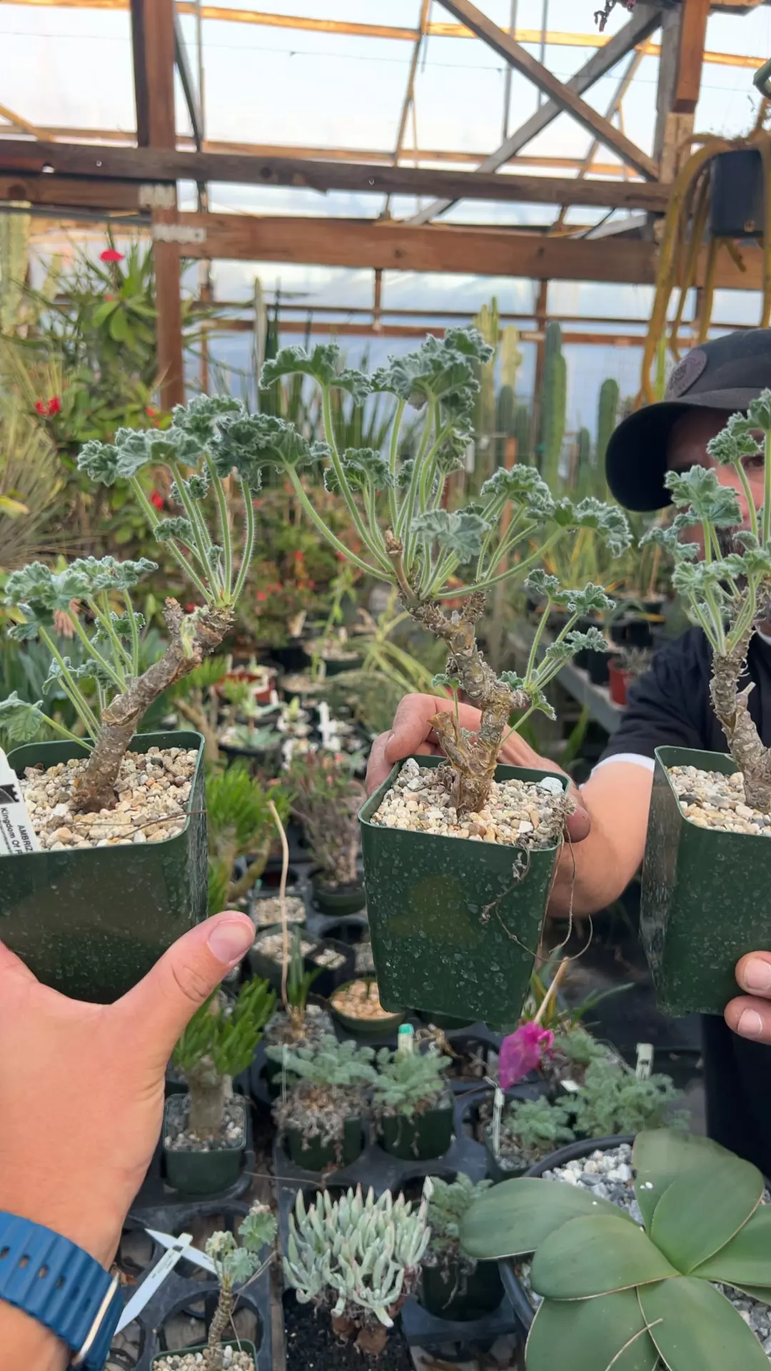 plant/pelagonium echinatum GC-0