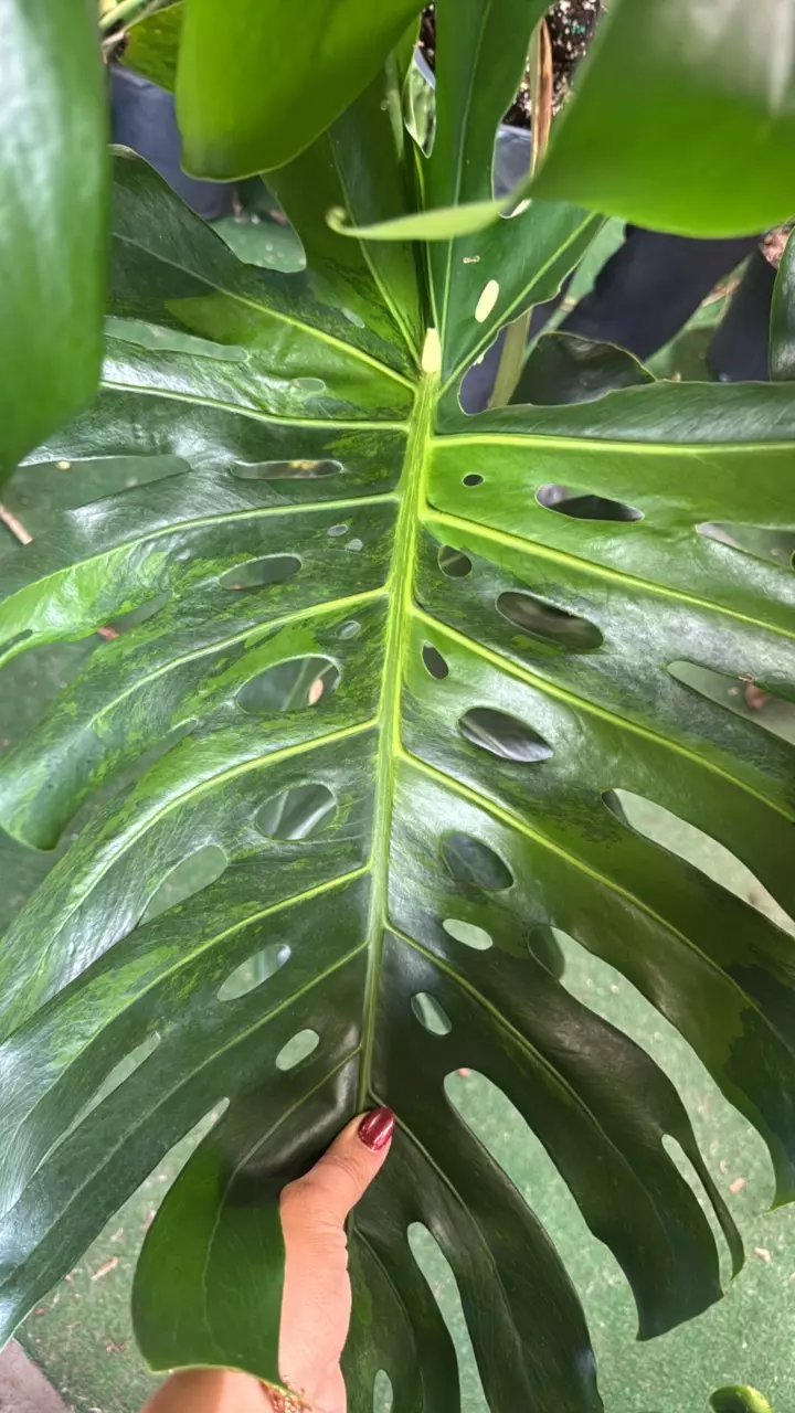 plant/monstera deliciosa  1153 green variegated-2