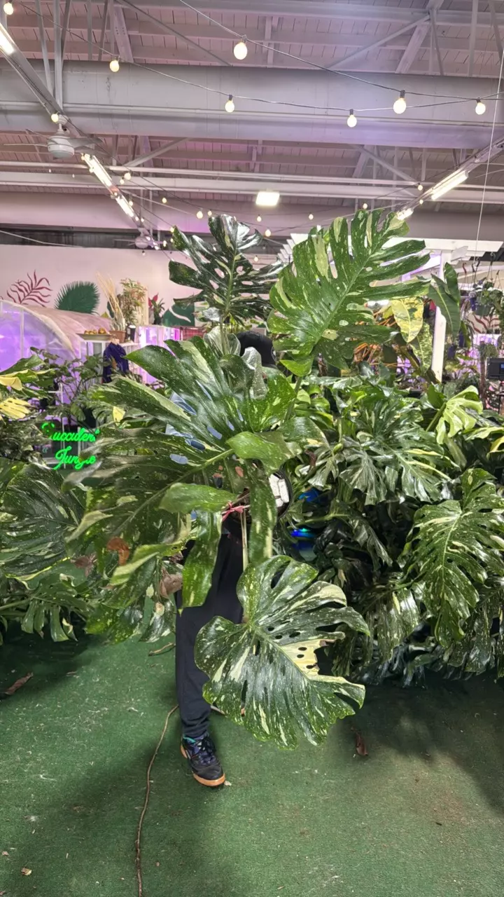 plant/1144 Monstera Thai-0