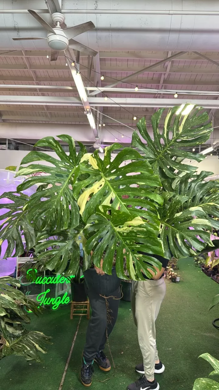 plant/1126 monstera Thai 5GL-0