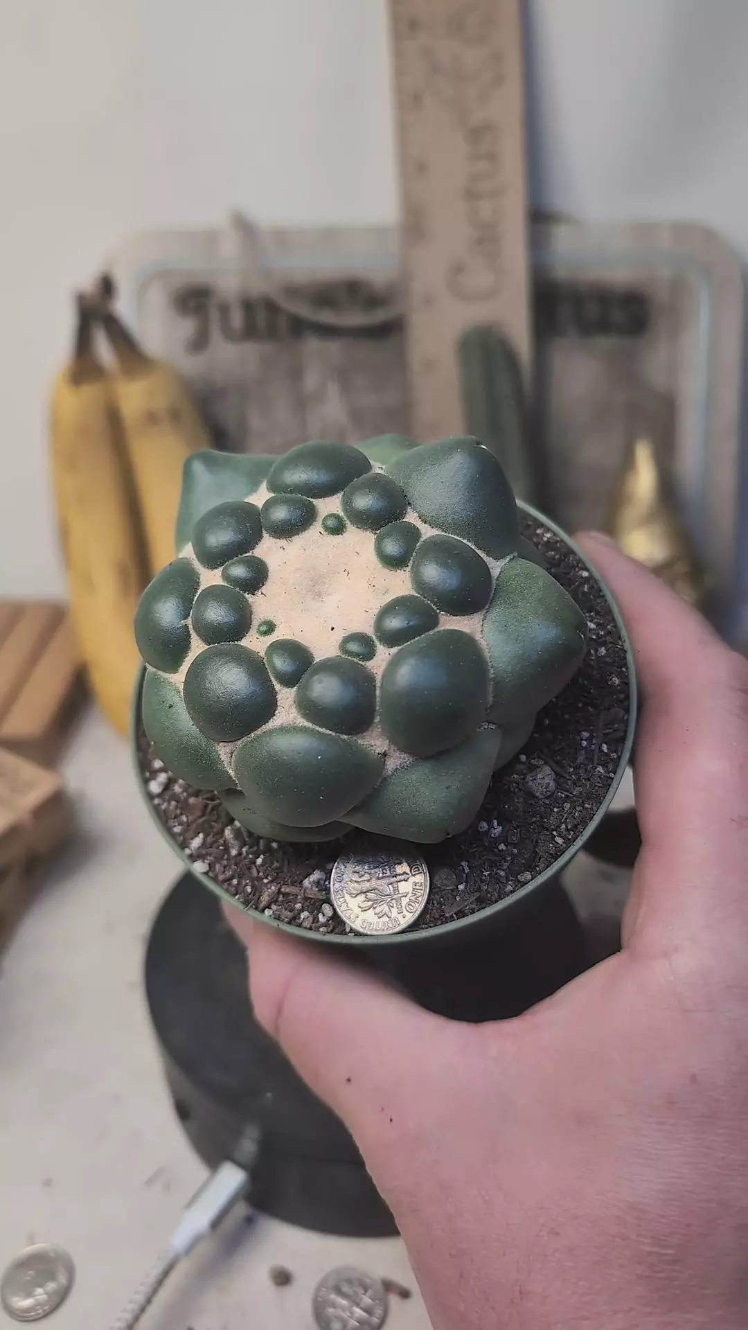 plant/C66 Cory inermis perfect plant, 4" pot-0