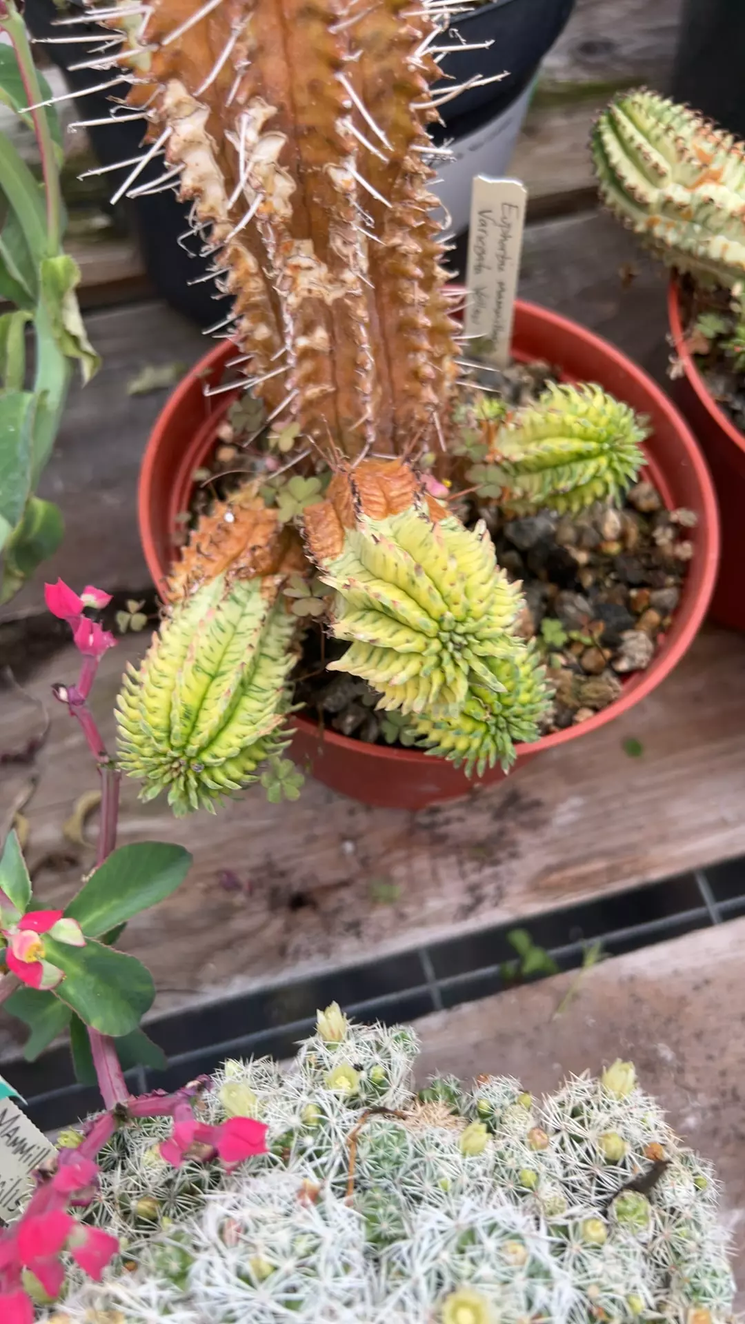 plant/Euphorbia corn cob 3-4” cutting GC-0