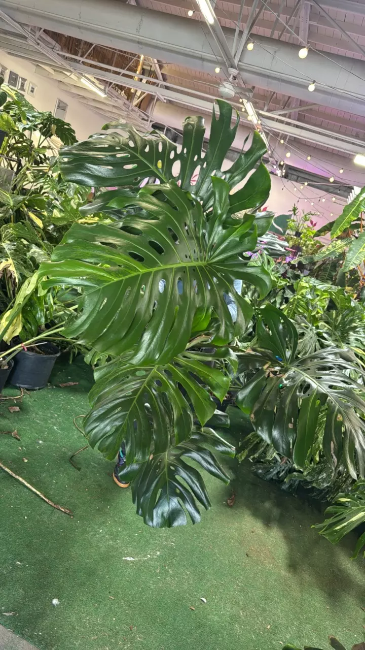 plant/monstera deliciosa  1153 green variegated-0