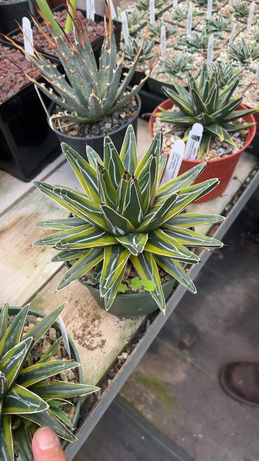 plant/Agave Reginae Vari Golden Princess-0