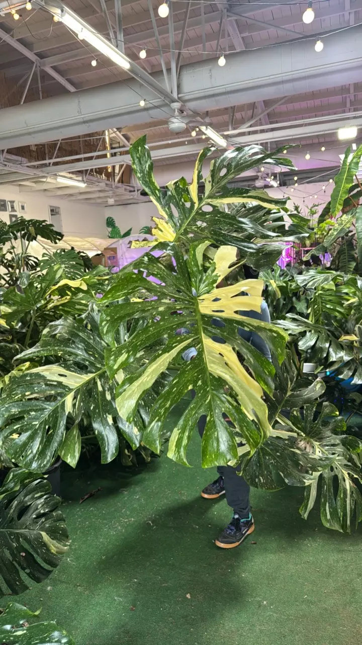 plant/monstera Thai 1121-0