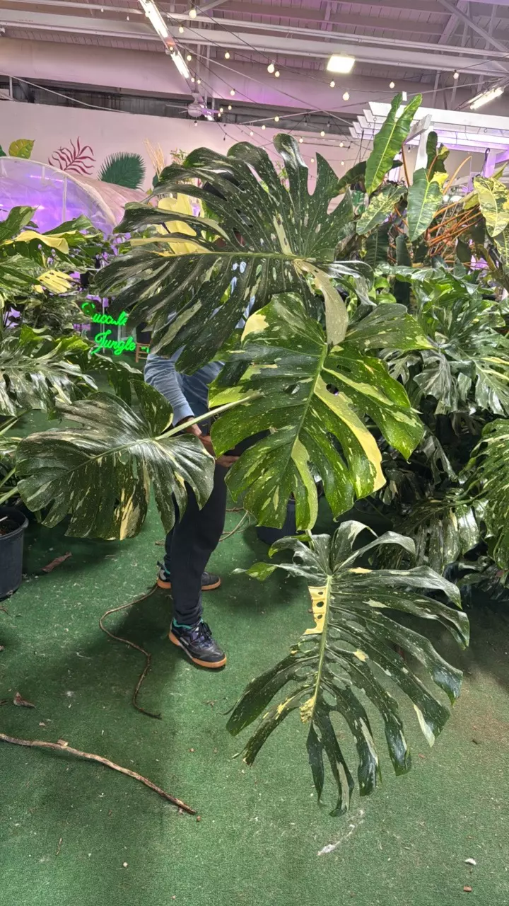 plant/1145 monstera Thai-0