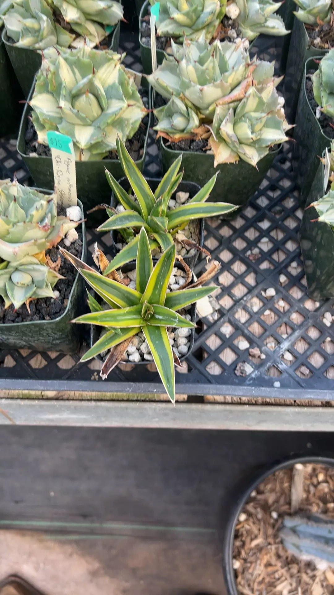 plant/golden princess GC-0