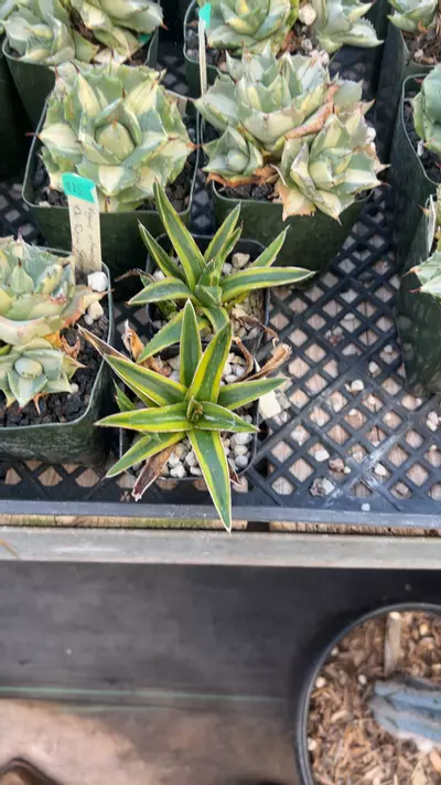 plant/golden princess GC-0-thumbnail