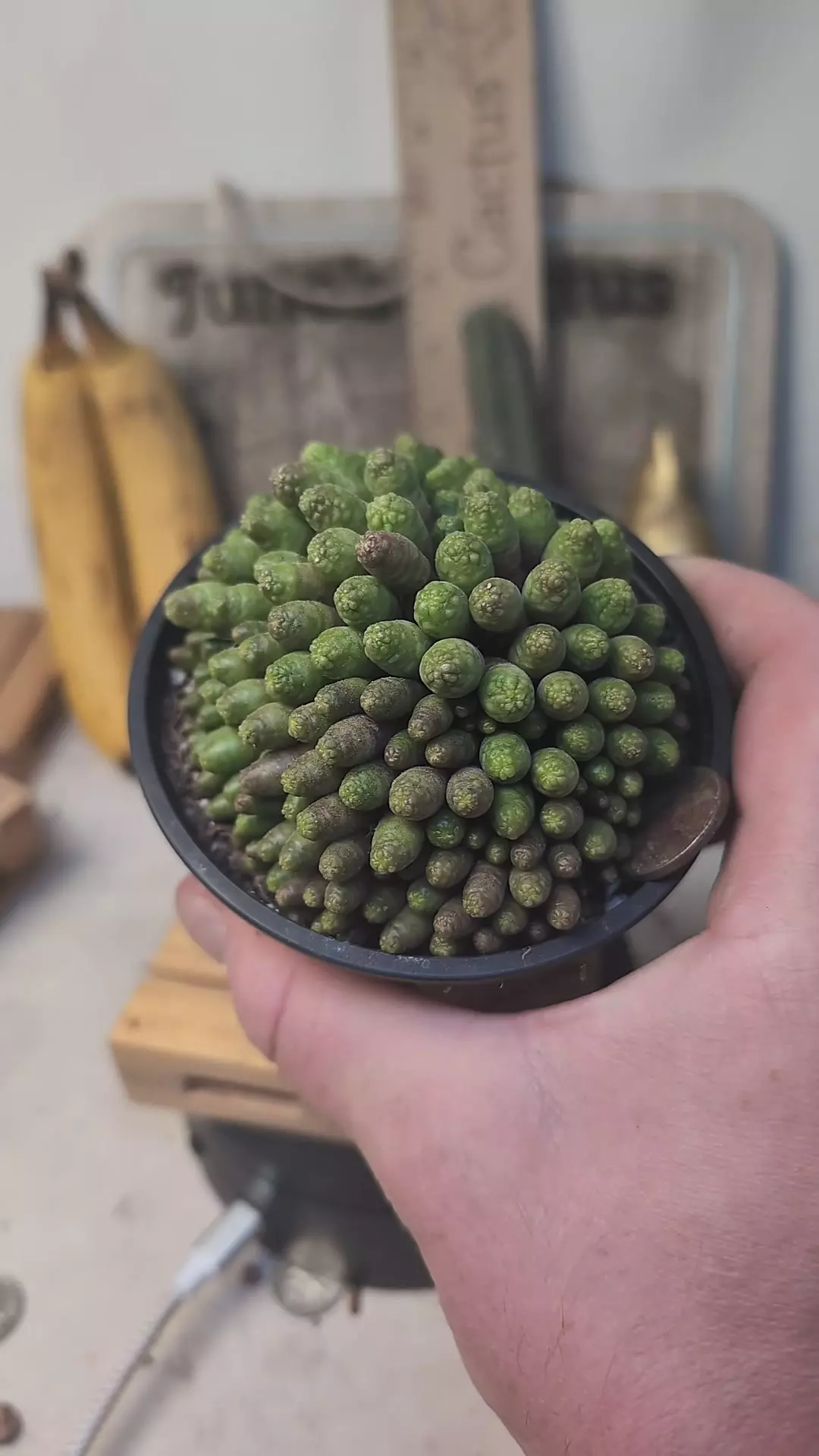 plant/C48 Mammillaria cv Fred 4" pot-0