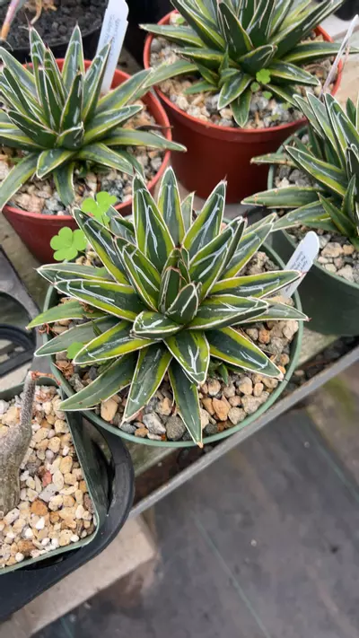 plant/Agave Reginae Golden princess-0-thumbnail