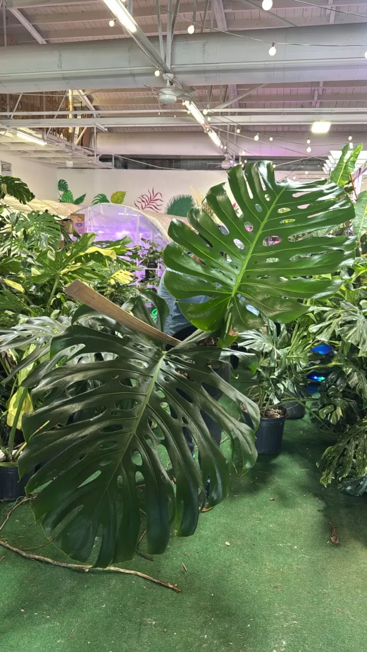 plant/1141 monstera green-0