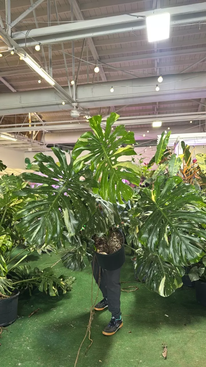 plant/1129 monstera Thai-0