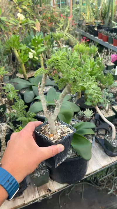 plant/Pelagonium carnosum GC-0-thumbnail