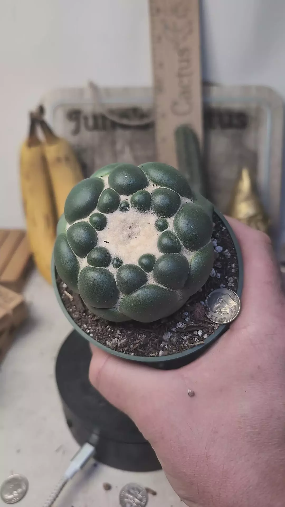 plant/C68 Cory inermis perfect plant, 4" pot-0