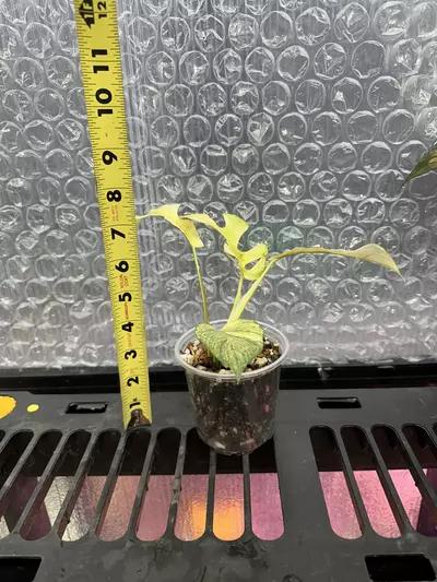 plant/Rhaphidophora Tetrasperma White Monster-2-thumbnail