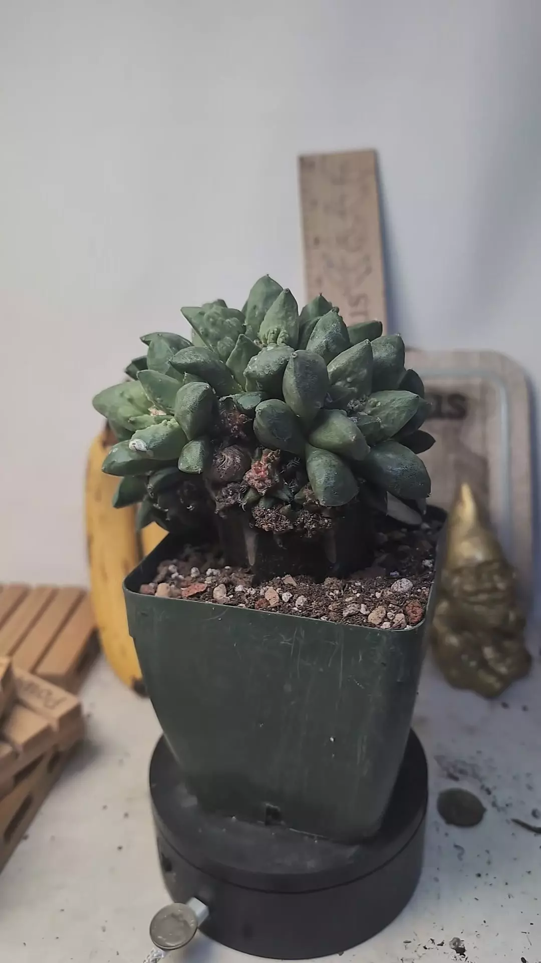 plant/C69 mutant Ario Cauliflower in graft, tons of heads 4" pot-0