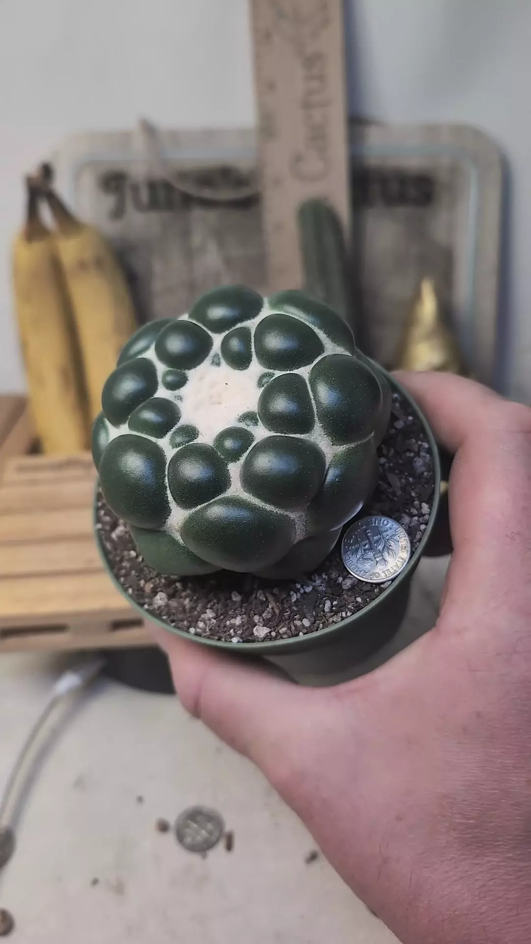 plant/C50 Cory inermis perfect plant, 4" ojtn-0