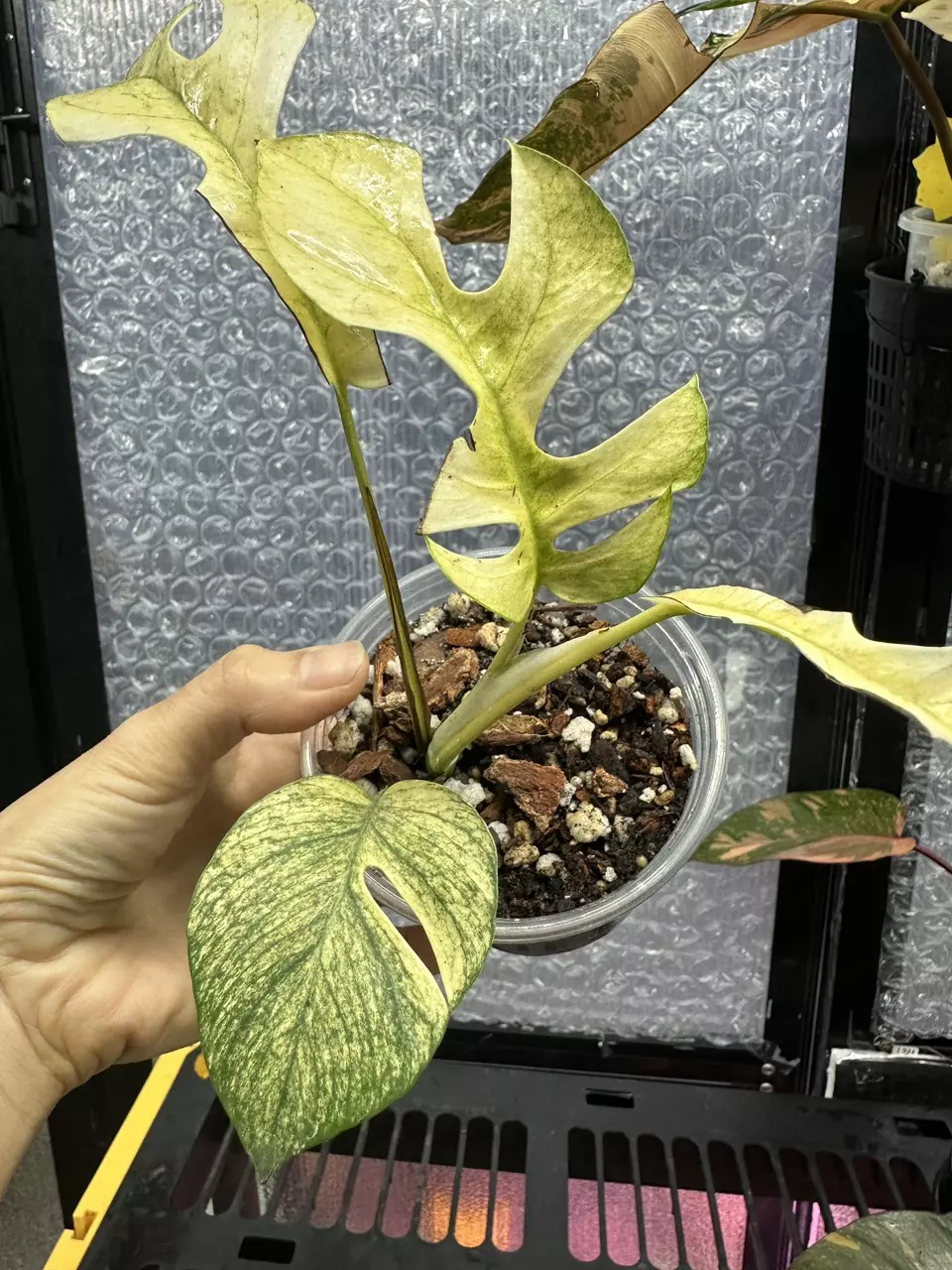 plant/Rhaphidophora Tetrasperma White Monster-0