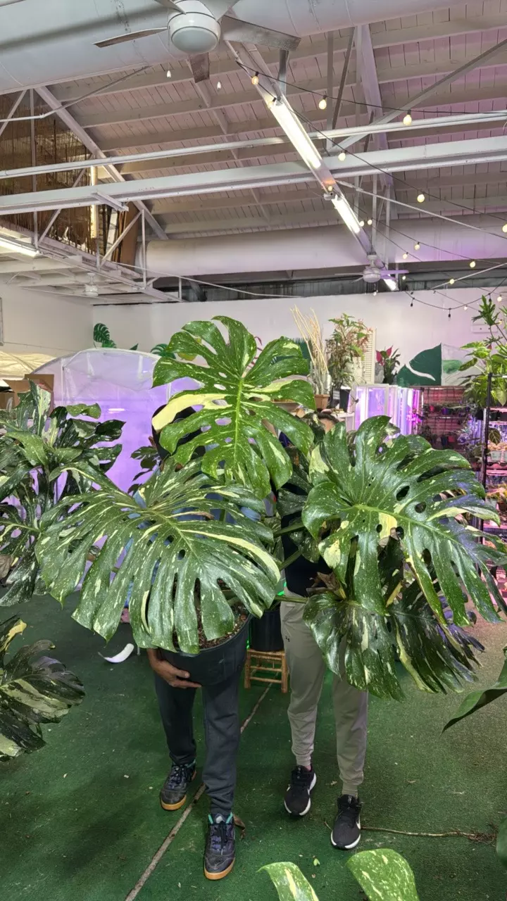 plant/1127 Monstera Thai-0