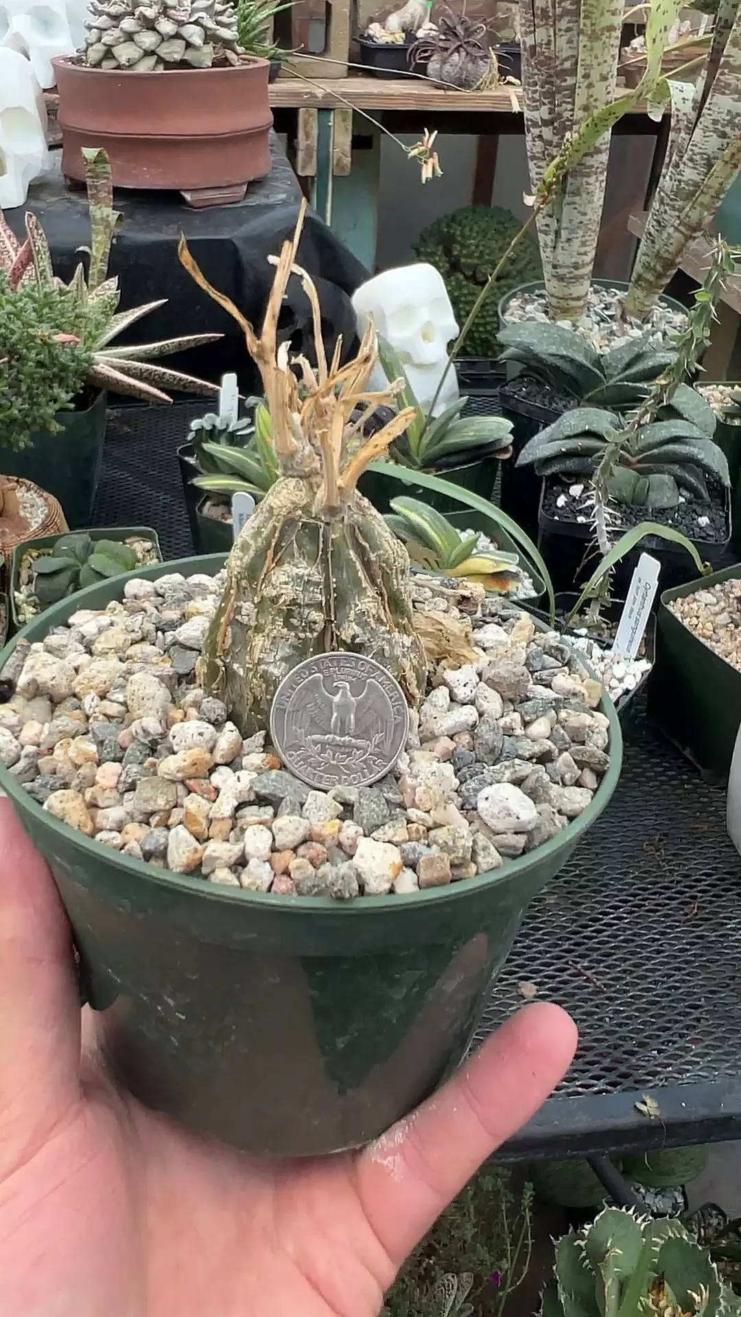 plant/Cephaloprntandra ecirrhosa 5” pot-0