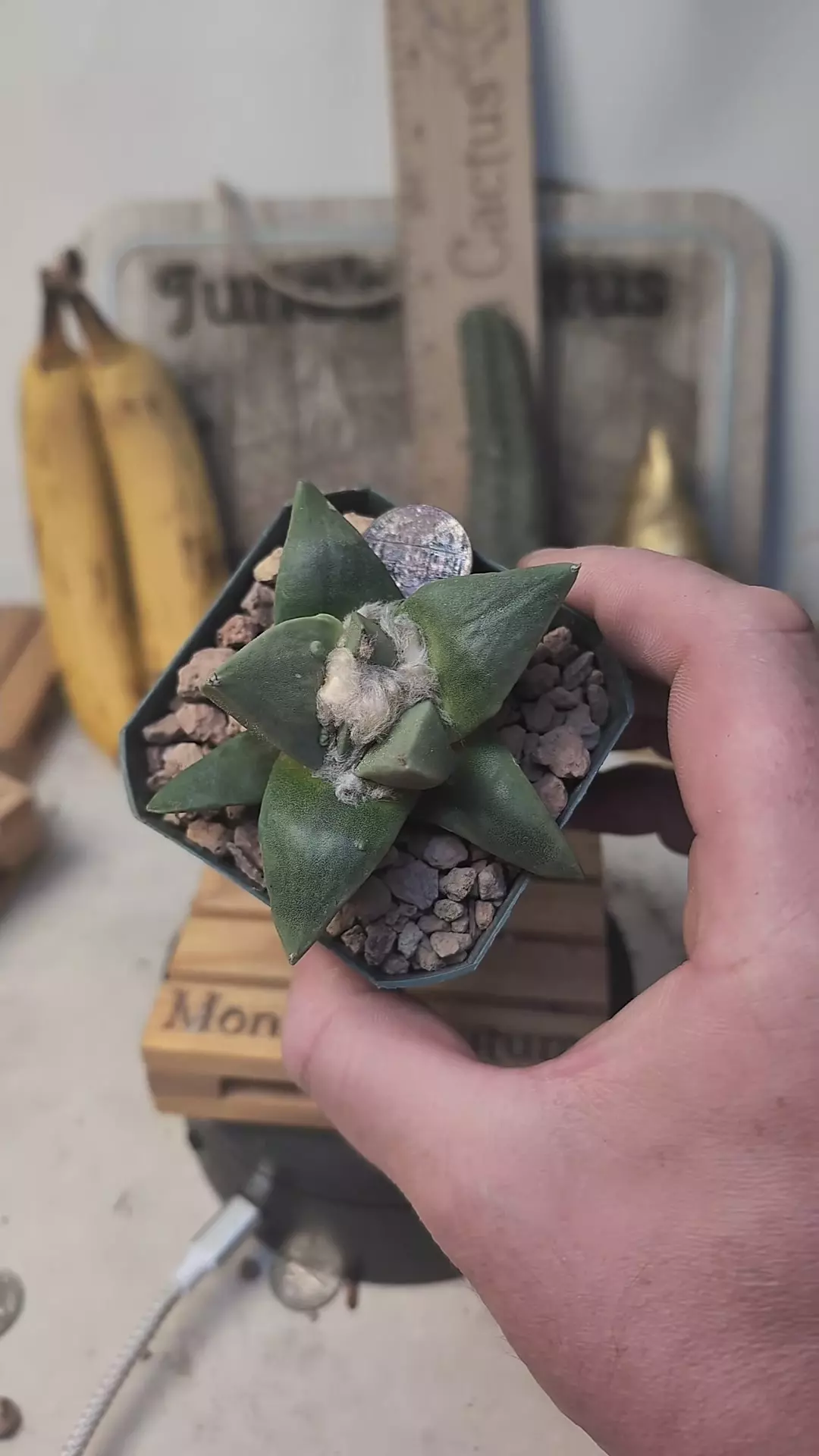 plant/C49 Ario retusus 2.75" pot-0