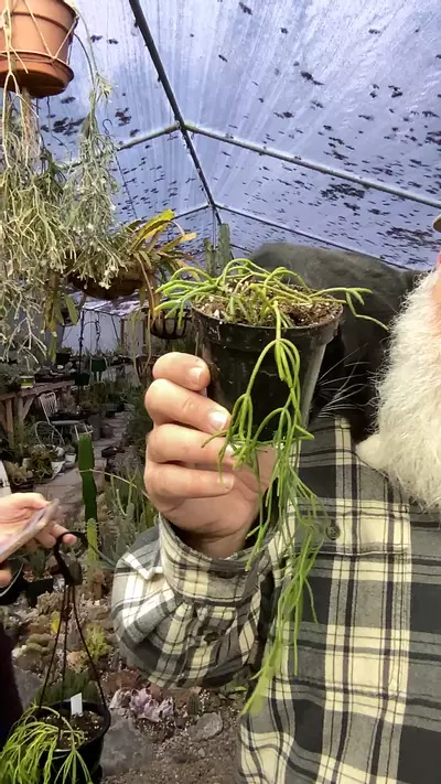 plant/Rhipsalis Clavata 3”-0-thumbnail