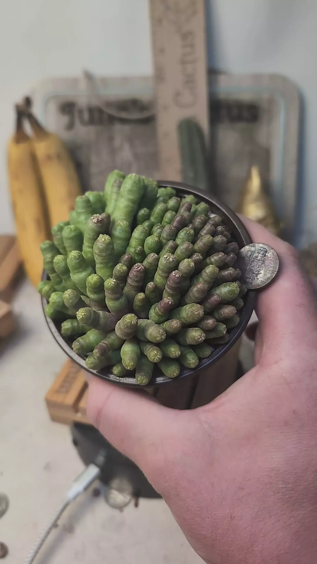 plant/C47 Mammillaria cv Fred 4" pot-0