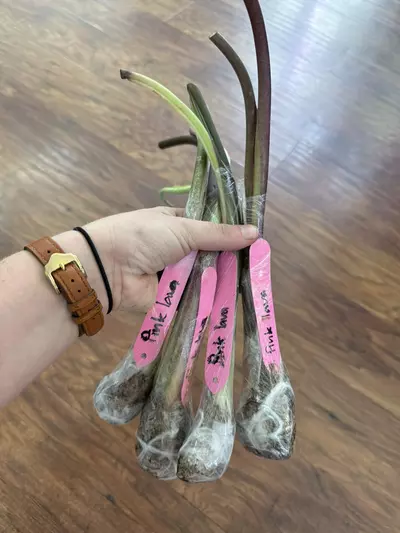 plant/pink lava fresh import-1-thumbnail