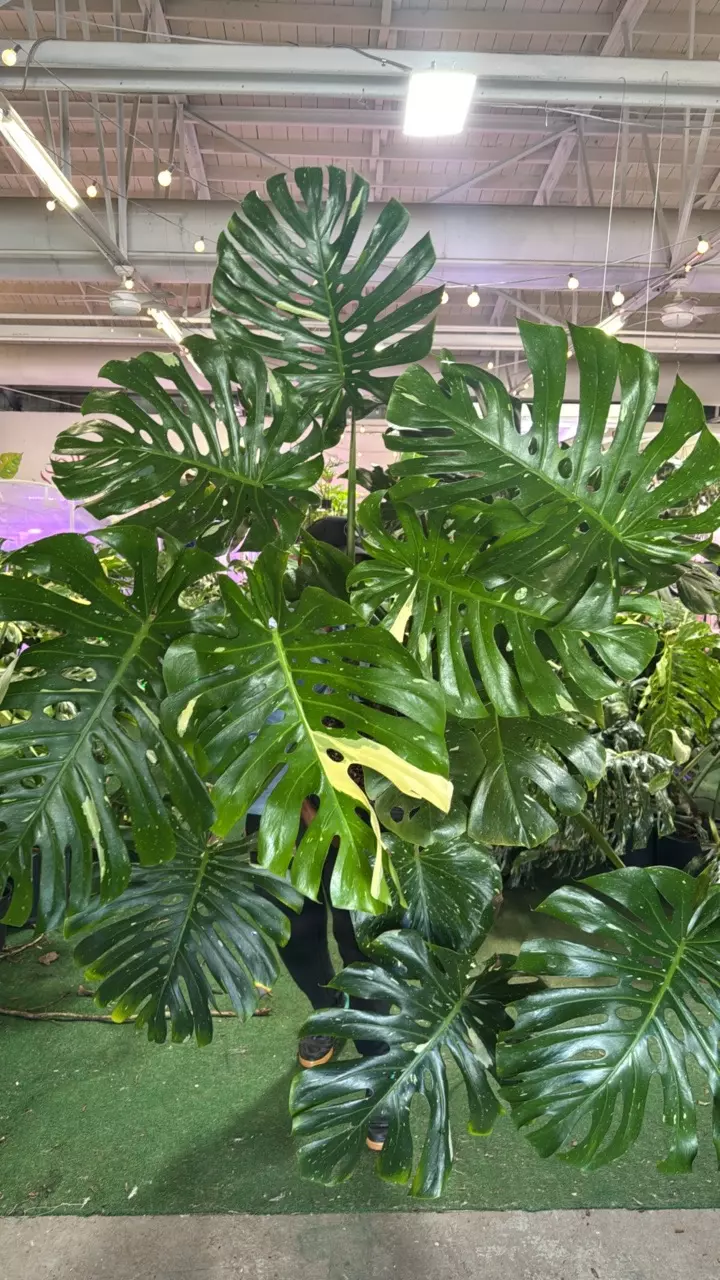 plant/1155 monstera thai-0