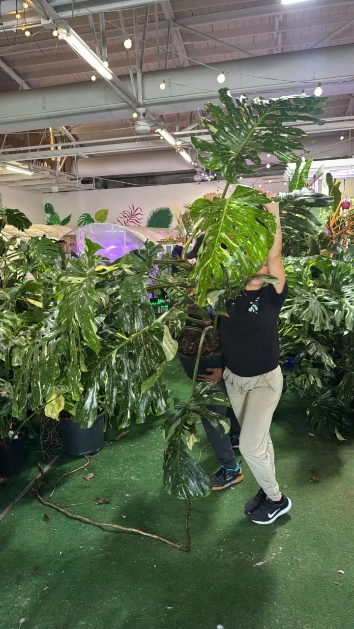 plant/1148 monstera Thai 5GL-0