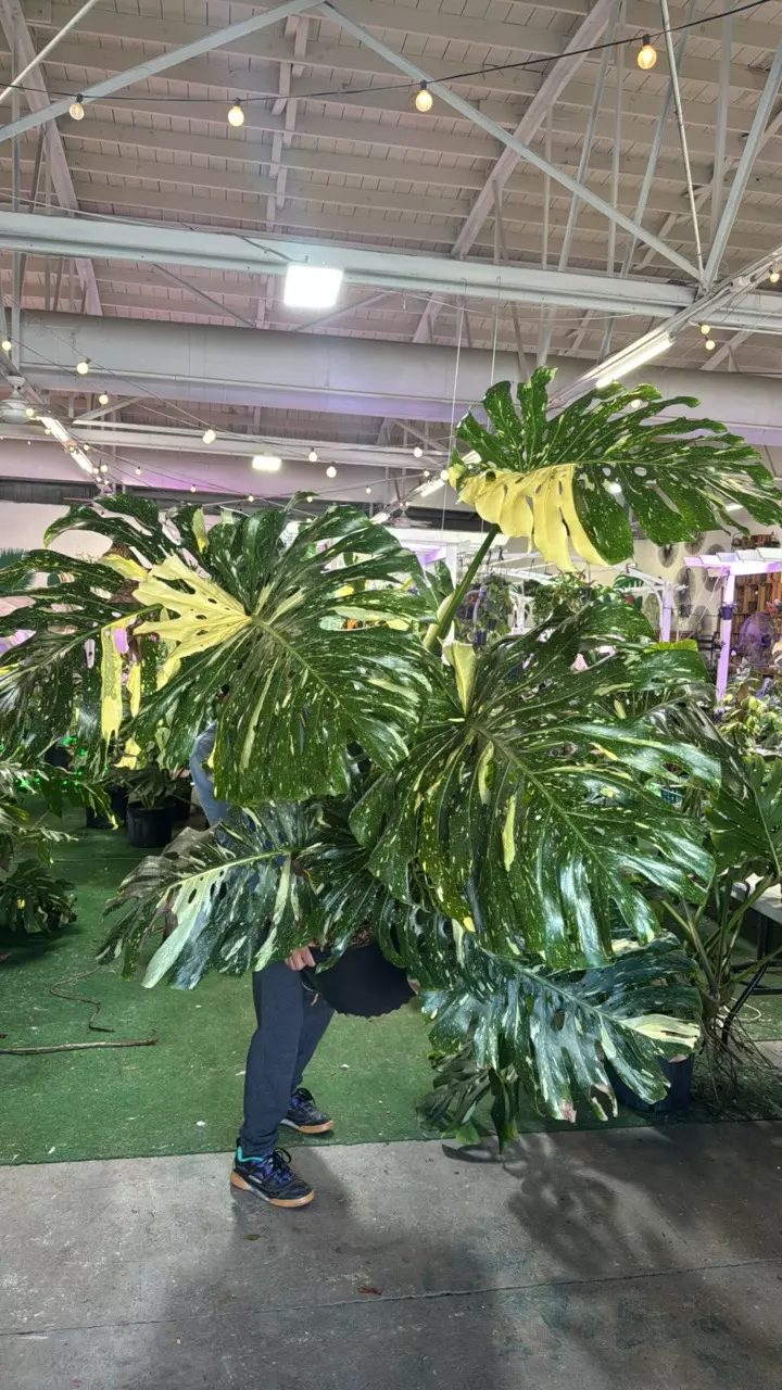 plant/1154 monstera Thai-0