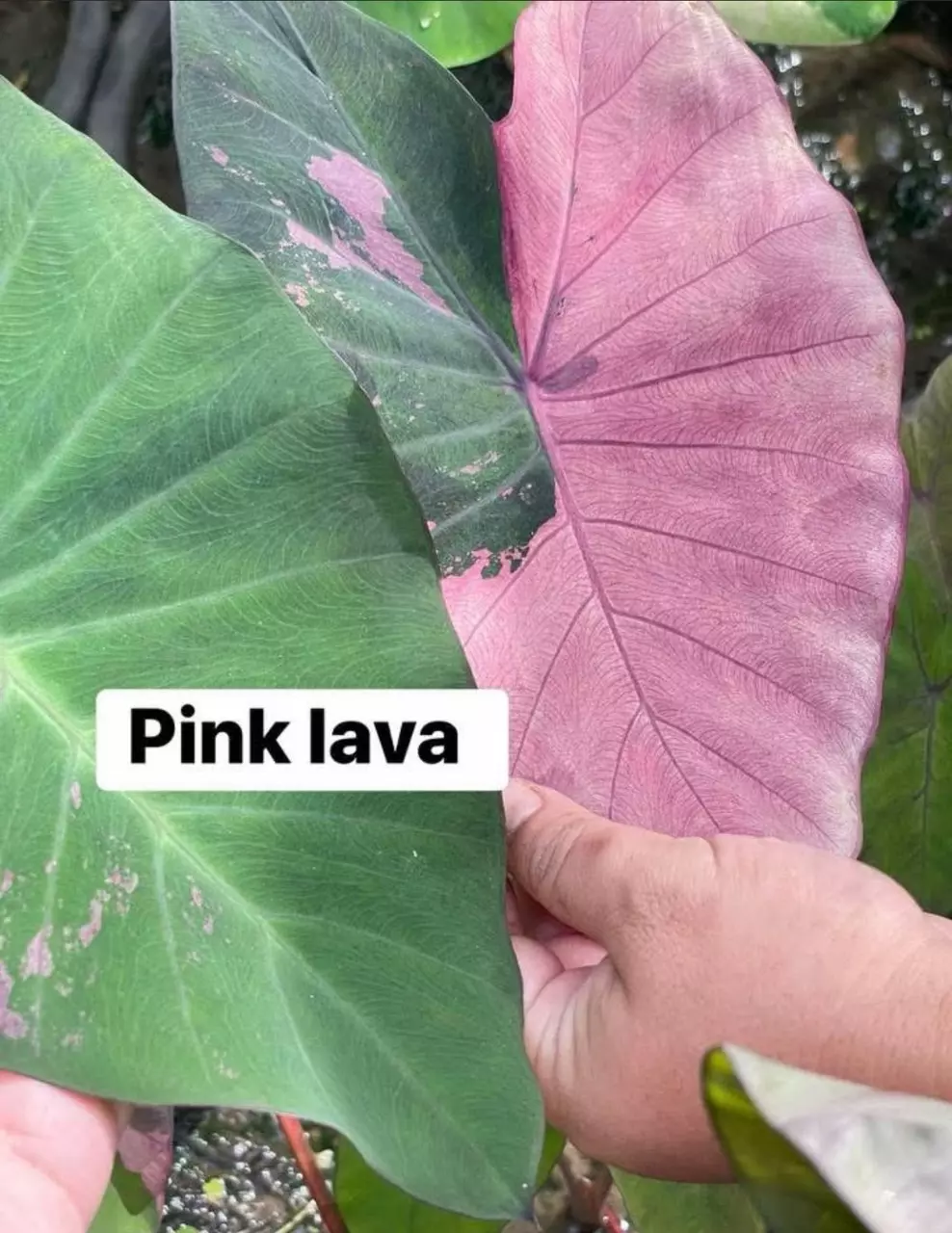 plant/pink lava fresh import-0
