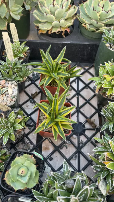 plant/golden princess GC-0-thumbnail