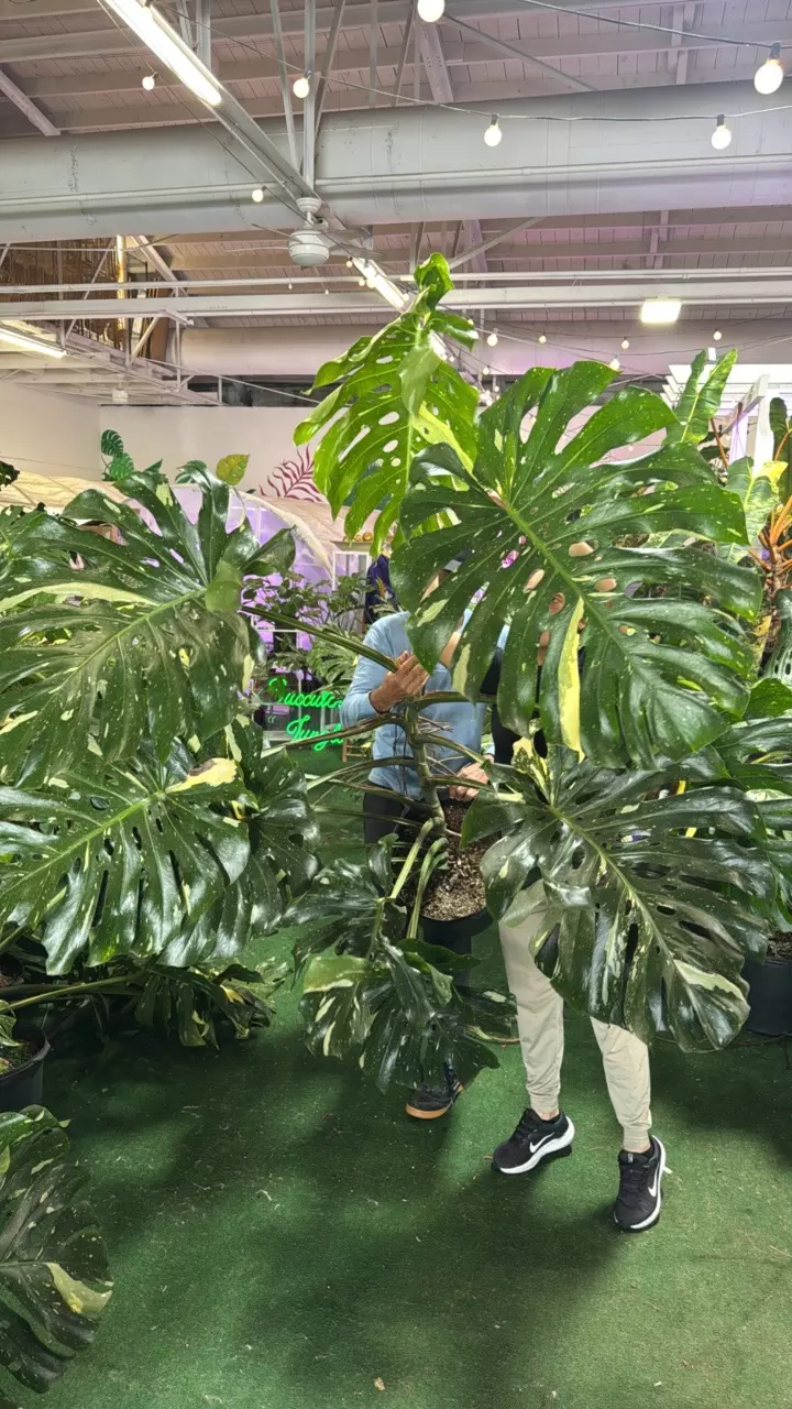 plant/monstera Thai 1125-0