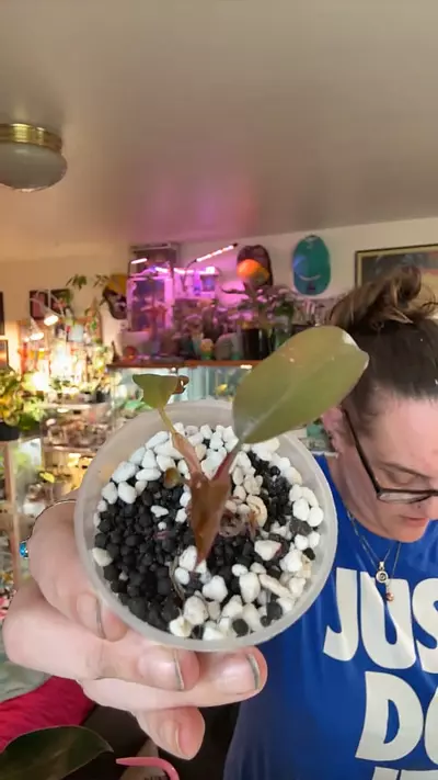 plant/Black cardinal-0-thumbnail