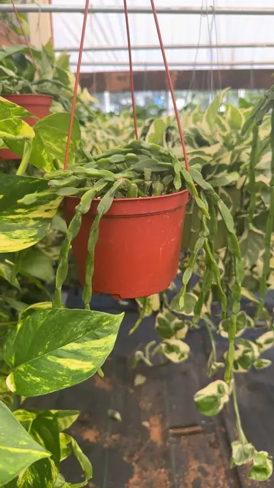 plant/paradoxa 6”-0-thumbnail