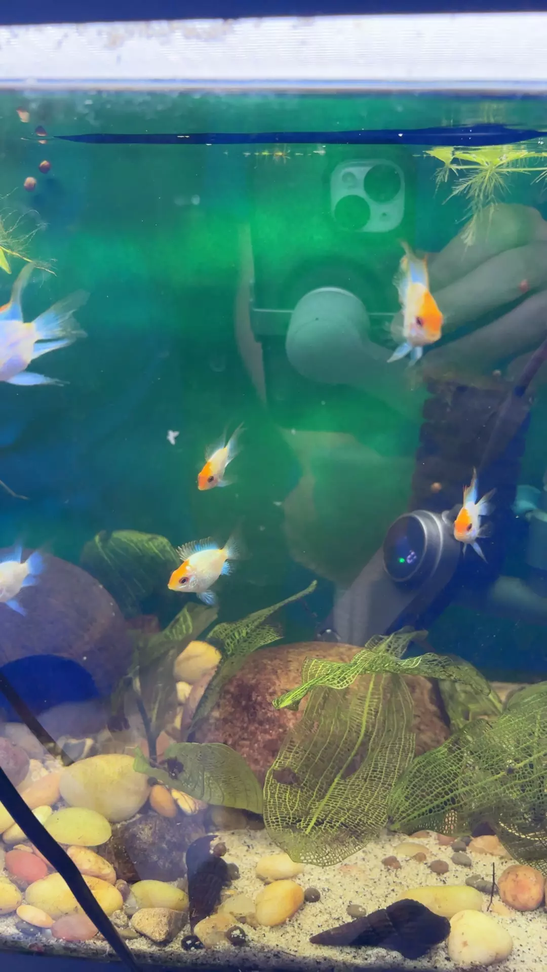 plant/powder blu LongFin ram x2-0