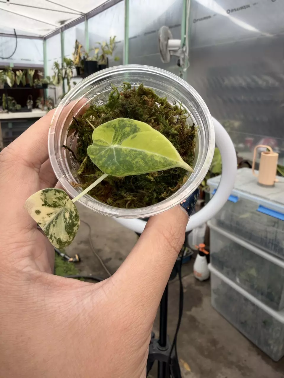 plant/alocasia BlackVelvet Gold Aal5-0